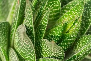 primo piano di cactus di aloe vera. sfondo naturale foto