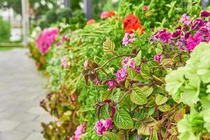 disposizione dei fiori della decorazione della città. aiuola fiorita lungo il passaggio. foto