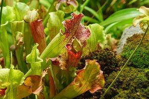 piante carnivore sarracenia che intrappola e digerisce gli insetti foto