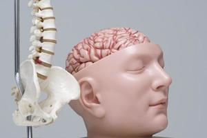 modello della colonna vertebrale e del cervello in studio medico foto