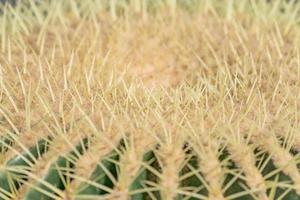 primo piano di spine di cactus. sfondo di cactus a botte dorata a forma di palla foto