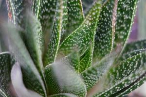 primo piano di cactus di aloe. sfondo naturale, soft focus, tonico foto
