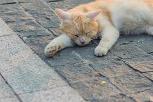 gatto zenzero randagio che dorme sul marciapiede. foto