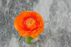 ranuncolo arancione singolo fiore vista dall'alto su sfondo marmo foto