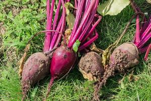 colture fresche di barbabietola organica sullo sfondo del campo. cibo naturale da agricoltura vegetale foto