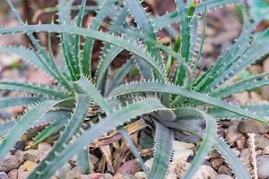 aloe arborescens. minuscole piante grasse o cactus nel giardino botanico del deserto e sullo sfondo di ciottoli di pietra foto