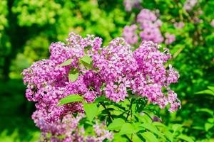 bellissimo sfondo floreale di fiori lilla. fiori viola lilla al sole. immagine romantica floreale della natura. foto