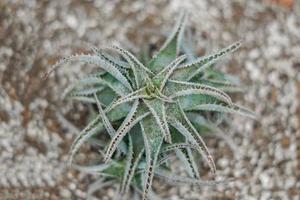 vista dall'alto del cactus di aloe foto