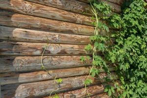 foglie verdi di uva selvatica su un muro di tronchi della casa foto