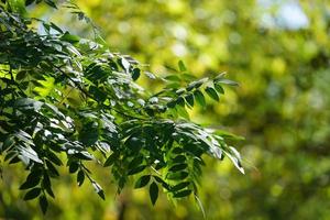 sfondo naturale con foglie verdi foto