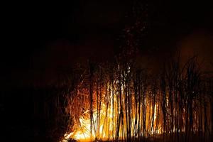 la canna da zucchero viene bruciata per rimuovere le foglie esterne attorno agli steli prima della raccolta foto