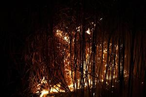 la canna da zucchero viene bruciata per rimuovere le foglie esterne attorno agli steli prima della raccolta foto