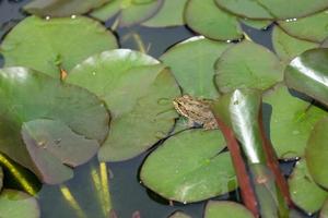 una grande immagine di una rana che giace nell'acqua in mezzo alla melma e alle ninfee foto