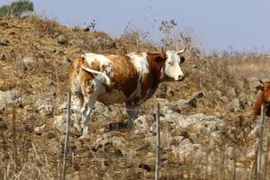 nahariya israele 17 aprile 2020. una mandria di mucche sta pascolando in una radura della foresta. foto