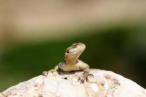 la lucertola siede su una pietra in un parco cittadino in riva al mare. foto