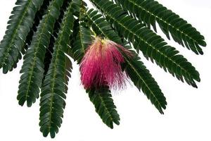 fiore rosa albizia della famiglia dell'acacia sdraiata foto