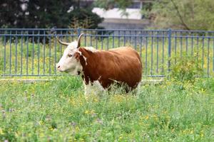 nahariya israele 17 aprile 2020. una mandria di mucche sta pascolando in una radura della foresta. foto