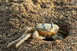 granchio di sabbia sulle rive del Mar Mediterraneo. foto
