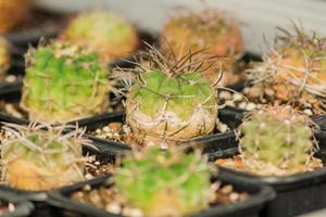 un sacco di cactus in vasi di plastica neri e marroni. giardinaggio domestico. messa a fuoco selettiva foto