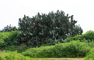 il cactus è grande e spinoso coltivato nel parco cittadino. foto