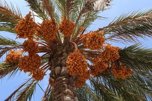 ricco raccolto di datteri sulle palme nel parco cittadino. foto