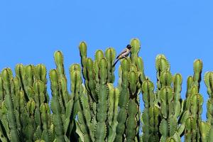 il cactus è grande e spinoso coltivato nel parco cittadino. foto