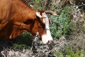 nahariya israele 17 aprile 2020. una mandria di mucche sta pascolando in una radura della foresta. foto