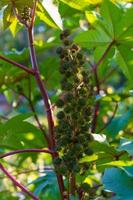 ricinus communis, castor o palm-christie foto