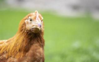 un piccolo pollo rosso nel cortile cerca cibo da mangiare. industria agricola. allevare polli. primo piano di un pollo rosso in natura. uccelli domestici in una fattoria all'aperto. camminare nel cortile. foto