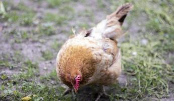 un piccolo pollo rosso nel cortile cerca cibo da mangiare. industria agricola. allevare polli. primo piano di un pollo rosso in natura. uccelli domestici in una fattoria all'aperto. camminare nel cortile. foto