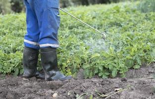 un' contadino l'applicazione insetticidi per il suo Patata Ritaglia. il uso di sostanze chimiche nel agricoltura. combattimento contro fungine infezioni e insetti. un' uomo spray pesticidi su un' Patata piantagione con un' mano spruzzatore. foto