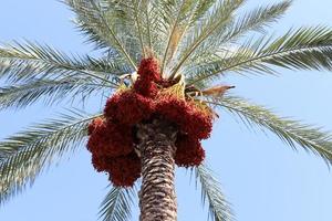 ricco raccolto di datteri sulle palme nel parco cittadino. foto