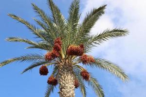 ricco raccolto di datteri sulle palme nel parco cittadino. foto