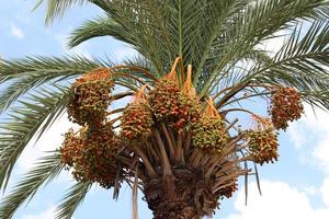 ricco raccolto di datteri sulle palme nel parco cittadino. foto