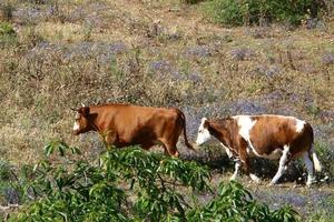 nahariya israele 17 aprile 2020. una mandria di mucche sta pascolando in una radura della foresta. foto