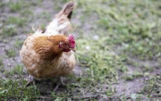 un piccolo pollo rosso nel cortile cerca cibo da mangiare. industria agricola. allevare polli. primo piano di un pollo rosso in natura. uccelli domestici in una fattoria all'aperto. camminare nel cortile. foto