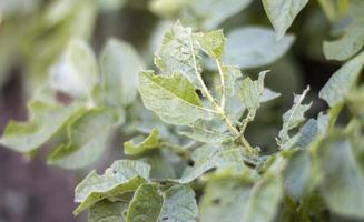 primo piano di foglie di patata danneggiate da larve di scarabeo a strisce del colorado. leptinotarsa decemlineata. grave parassita della patata alla luce del sole del giardino. le larve del parassita della patata del Colorado mangiano le foglie. foto