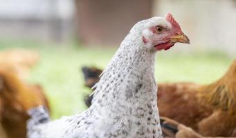 polli in fattoria, concetto di pollame. pollo bianco sfuso all'aperto. uccello divertente in una fattoria biologica. uccelli domestici in una fattoria all'aperto. allevare polli. camminare nel cortile. industria agricola. foto