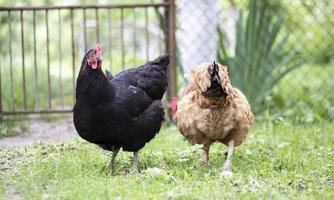 Due galline, nero e rosso, siamo nel il cortile guardare per cibo per mangiare. agricolo industria. allevamento polli. avvicinamento di polli nel natura. domestico uccelli su un' gratuito gamma azienda agricola. essi giocare nel il cortile. foto