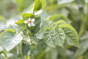 germogli di patate su un letto di fattoria. patate a maturazione fiorite. le piantagioni di patate crescono nel campo. agricoltura, agricoltura. patate novelle. campo di patate in fiore con fiori. campo verde di patate. foto