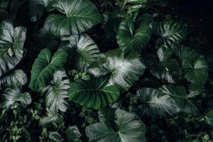 verde foglia sfondo, tropicale foglia foto