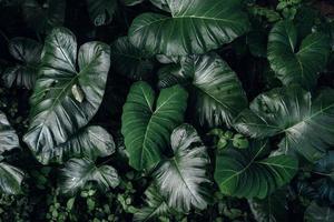 verde foglia sfondo, tropicale foglia foto