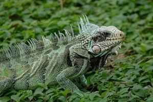 verde iguana a piedi su il erba foto