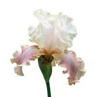 iris avvicinamento, isolato fiore su bianca sfondo foto