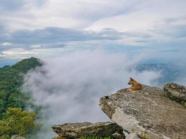 cane su il roccioso scogliera con nebbioso o nebbia fra il montagna su khao luang montagna nel ramkhamhaeng nazionale parco, sukhothai Provincia Tailandia foto