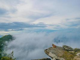 cane su il roccioso scogliera con nebbioso o nebbia fra il montagna su khao luang montagna nel ramkhamhaeng nazionale parco, sukhothai Provincia Tailandia foto