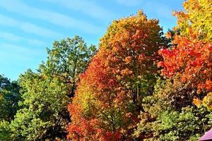 paesaggio autunnale. natura. foto