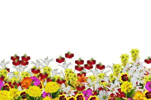 fiori isolati su sfondo bianco foto