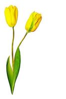 fiori, tulipani. natura. foto