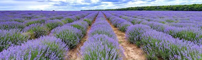 profumato lavanda fiori fioritura nel infinito righe. panoramico Visualizza foto